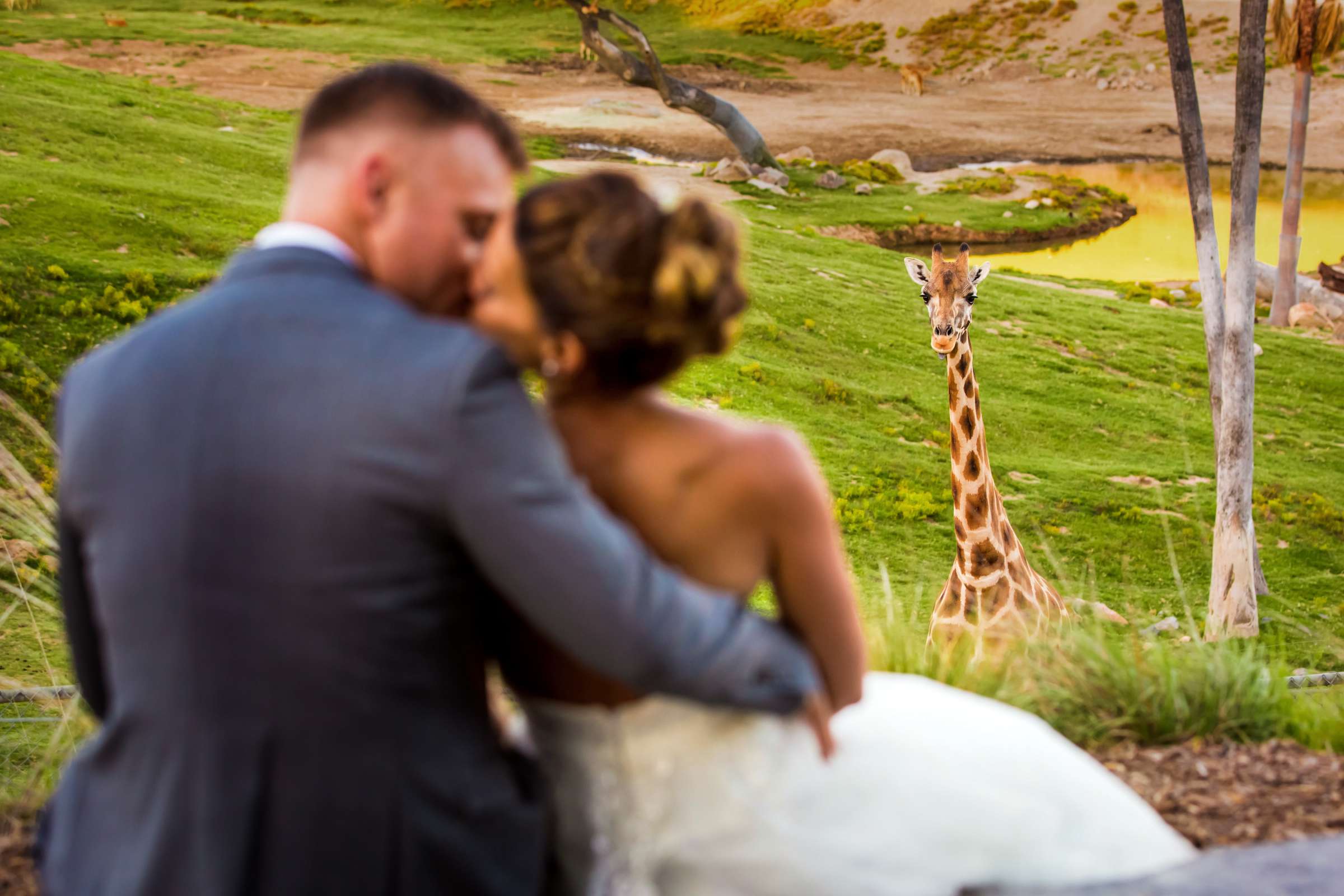 Safari Park Wedding, Danielle and Brendan Wedding Photo #1 by True Photography