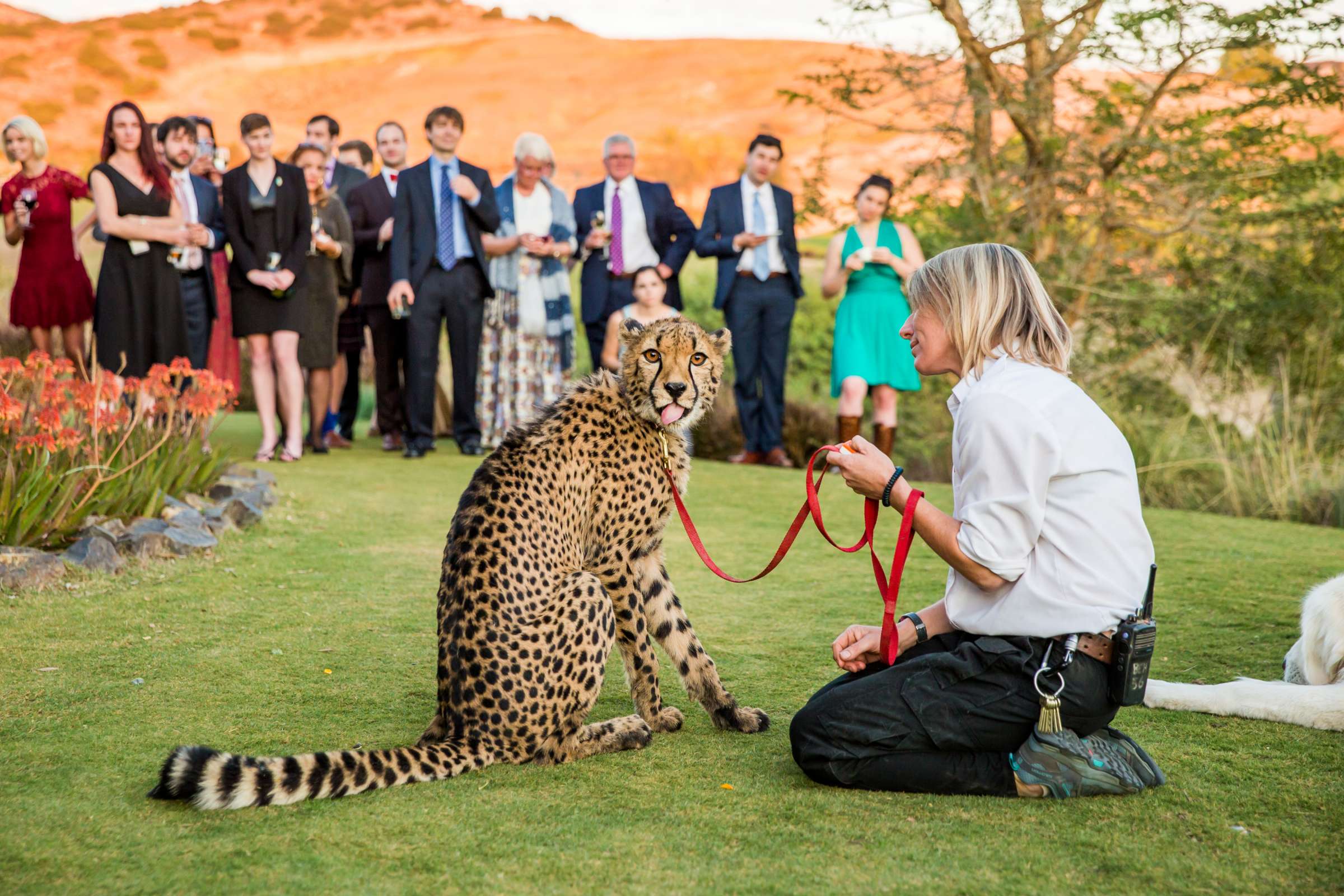 Safari Park Wedding coordinated by Always Flawless Productions, Lynx and Adam Wedding Photo #113 by True Photography